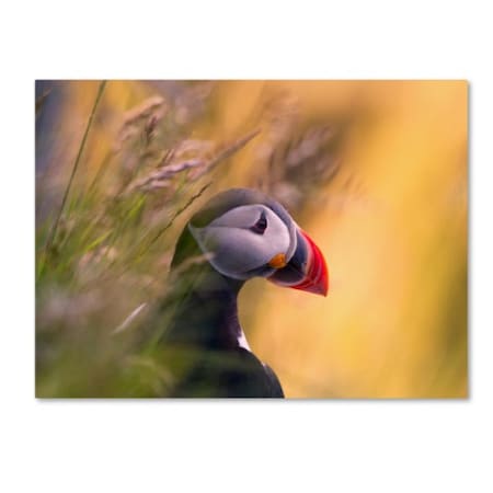 Bjorn A Hveding 'Resting Puffin' Canvas Art,35x47